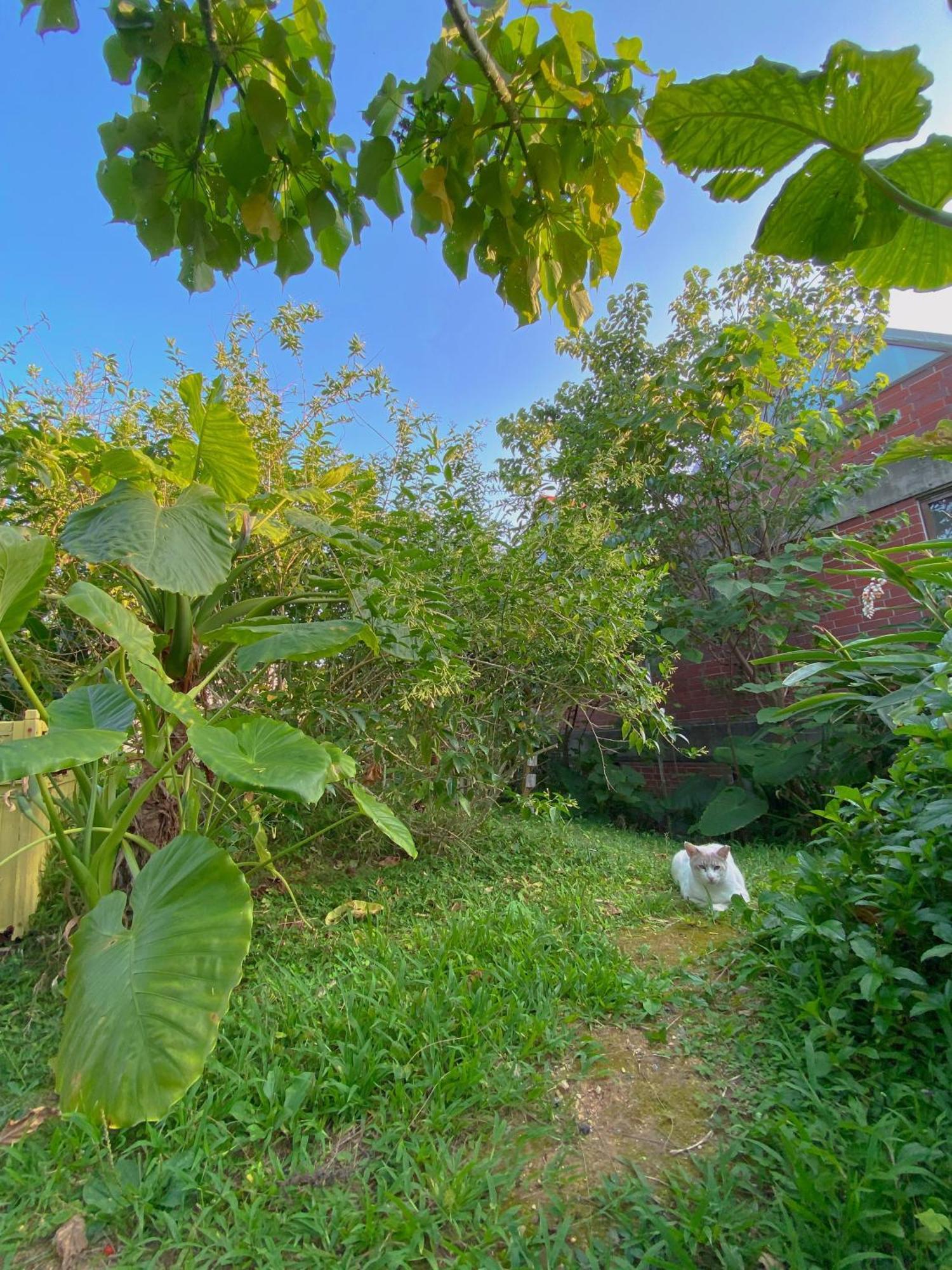 Cats,Piano & Starry Sky Resort Garden -Starry Forest Cottage Okinawa- Onna Exteriör bild