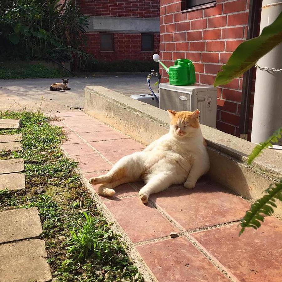 Cats,Piano & Starry Sky Resort Garden -Starry Forest Cottage Okinawa- Onna Exteriör bild